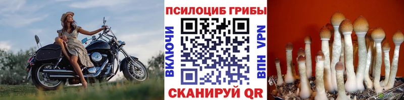 OMG ONION Азнакаево Галлюциногенные грибы Psilocybine cubensis